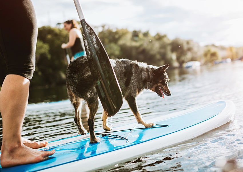 Water Lifestyle at West Bay woman and dog paddleboarding near west bay