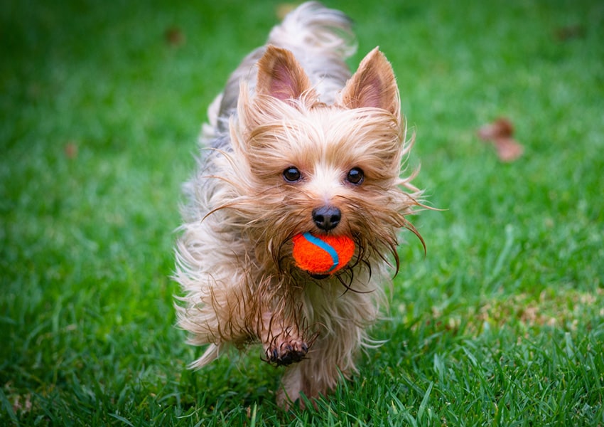 Pet-Friendly Grooming and Dog Park dog carrying ball at Island West Bay dog park